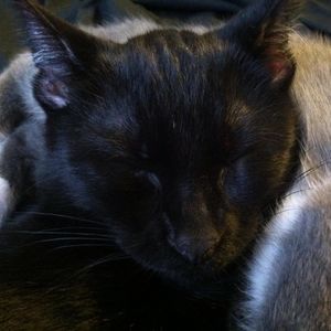 Meet your Posher, Penny